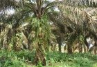 Soroti Dugaan Kebun Sawit Di DAS Rokan Hulu, LHI Riau Desak Polda Usut PT APSL