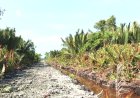 Dalami Dugaan Pembabatan Mangrove Di Pasir Limau Kapas, Polres Rohil Sita Dua Ekskavator Dan Gandeng Ahli Lingkungan