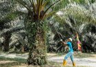 Soroti Laba Agrinas Rp27,9 Miliar, Petani Sawit Riau Usulkan Pengelolaan Kebun Eks PKH Dialihkan Ke PalmCo
