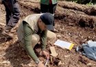 Serangan Harimau Sumatera Tewaskan Bocah 12 Tahun, BBKSDA Riau Tingkatkan Pengamanan Di Pelalawan