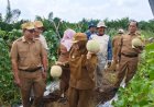 Sulap Lahan Karhutla Menjadi Kebun Melon, Petani Siak Tunjukkan Potensi Pertanian Berkelanjutan