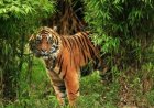 Harimau Sumatera Teror Permukiman Di Inhil, Sekolah Sungai Danai Ditutup Sementara Demi Keselamatan Warga