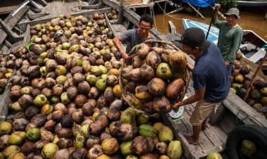 Permintaan Ekspor Tiongkok Melemah, Harga Kelapa Bulat Indonesia Anjlok Di Atas 50 Persen