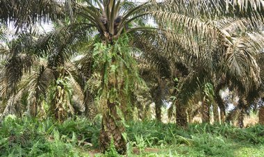 Soroti Dugaan Kebun Sawit Di DAS Rokan Hulu, LHI Riau Desak Polda Usut PT APSL
