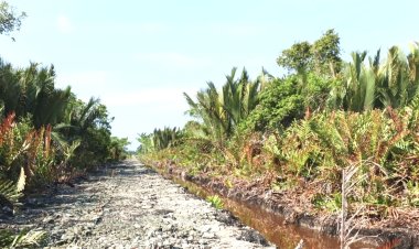 Dalami Dugaan Pembabatan Mangrove Di Pasir Limau Kapas, Polres Rohil Sita Dua Ekskavator Dan Gandeng Ahli Lingkungan