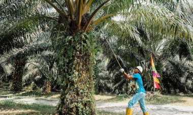 Soroti Laba Agrinas Rp27,9 Miliar, Petani Sawit Riau Usulkan Pengelolaan Kebun Eks PKH Dialihkan Ke PalmCo