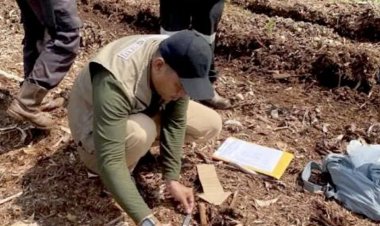 Serangan Harimau Sumatera Tewaskan Bocah 12 Tahun, BBKSDA Riau Tingkatkan Pengamanan Di Pelalawan