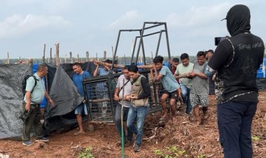 Serangan Harimau Sumatera Kembali Memakan Korban, BBKSDA Riau Pasang Box Trap Di Pelalawan