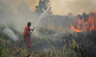 Lahan Terbakar Capai 38 Hektare, BPBD Pekanbaru Kerahkan 90 Personel Padamkan Karhutla