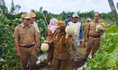 Sulap Lahan Karhutla Menjadi Kebun Melon, Petani Siak Tunjukkan Potensi Pertanian Berkelanjutan