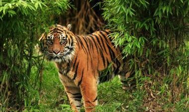 Harimau Sumatera Teror Permukiman Di Inhil, Sekolah Sungai Danai Ditutup Sementara Demi Keselamatan Warga