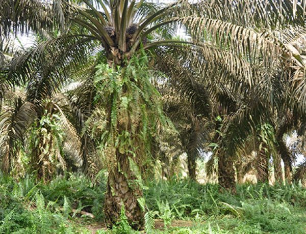 Soroti Dugaan Kebun Sawit Di DAS Rokan Hulu, LHI Riau Desak Polda Usut PT APSL