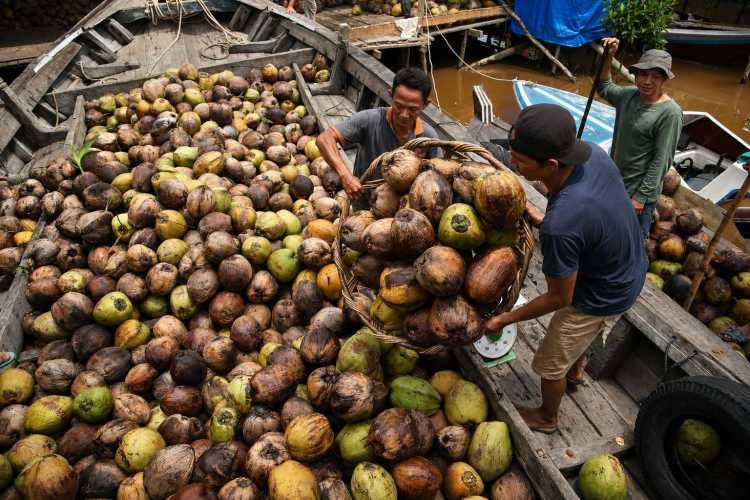 Permintaan Ekspor Tiongkok Melemah, Harga Kelapa Bulat Indonesia Anjlok Di Atas 50 Persen