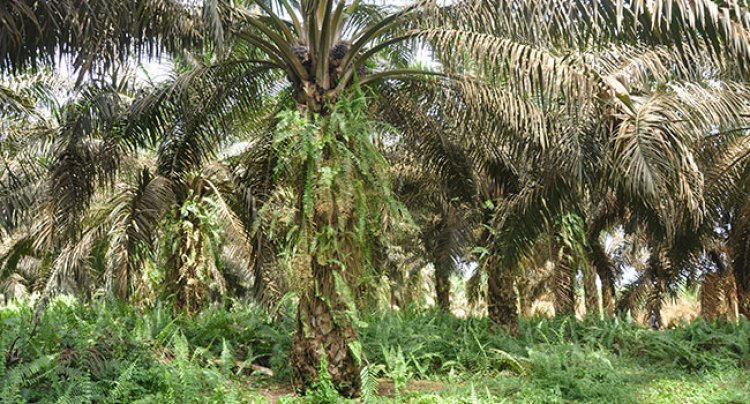 Soroti Dugaan Kebun Sawit Di DAS Rokan Hulu, LHI Riau Desak Polda Usut PT APSL