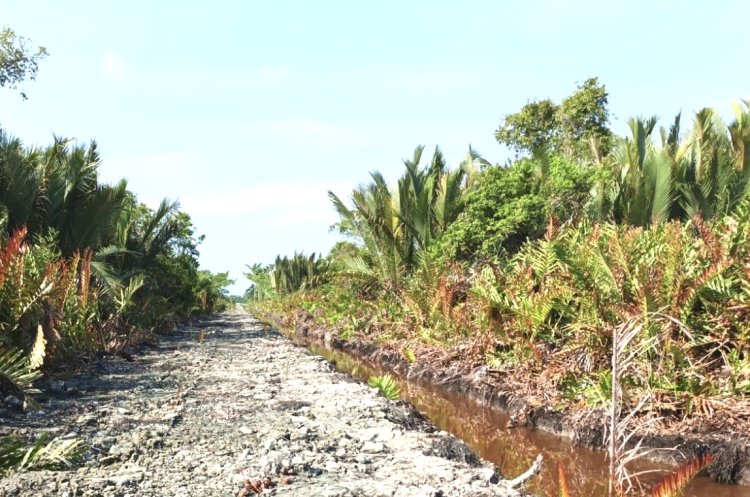 Dalami Dugaan Pembabatan Mangrove Di Pasir Limau Kapas, Polres Rohil Sita Dua Ekskavator Dan Gandeng Ahli Lingkungan
