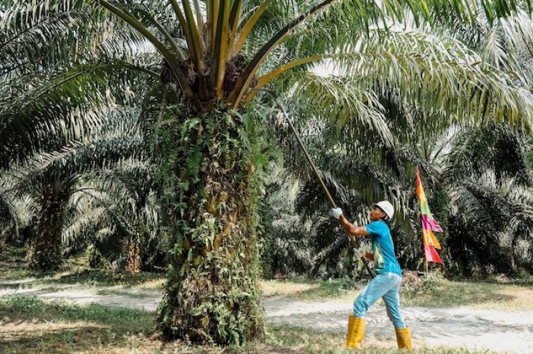 Soroti Laba Agrinas Rp27,9 Miliar, Petani Sawit Riau Usulkan Pengelolaan Kebun Eks PKH Dialihkan Ke PalmCo