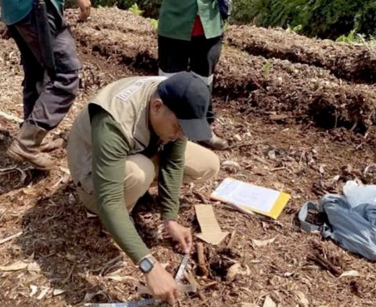 Serangan Harimau Sumatera Tewaskan Bocah 12 Tahun, BBKSDA Riau Tingkatkan Pengamanan Di Pelalawan