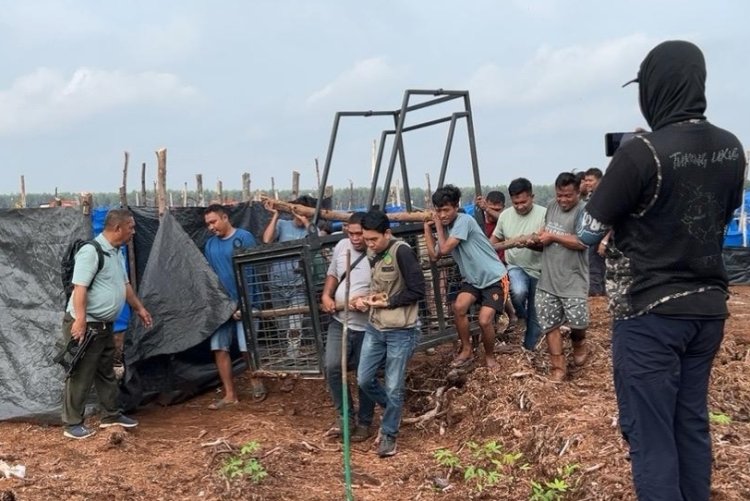 Serangan Harimau Sumatera Kembali Memakan Korban, BBKSDA Riau Pasang Box Trap Di Pelalawan
