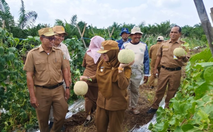 Sulap Lahan Karhutla Menjadi Kebun Melon, Petani Siak Tunjukkan Potensi Pertanian Berkelanjutan