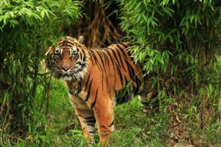 Harimau Sumatera Teror Permukiman Di Inhil, Sekolah Sungai Danai Ditutup Sementara Demi Keselamatan Warga