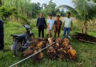 Kepergok Curi 25 Tandan Sawit Di Rimba Melintang, Dua Pria Diamankan Security PT Sindora Seraya