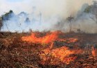 Karhutla Meningkat, BPBD Pekanbaru Catat 64,8 Hektare Lahan Terbakar Sejak Awal Agustus