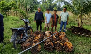 Kepergok Curi 25 Tandan Sawit Di Rimba Melintang, Dua Pria Diamankan Security PT Sindora Seraya