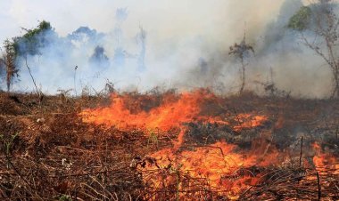 Karhutla Meningkat, BPBD Pekanbaru Catat 64,8 Hektare Lahan Terbakar Sejak Awal Agustus