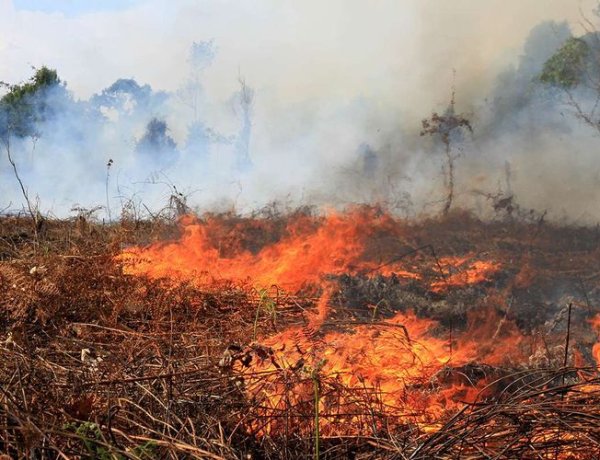 Karhutla Meningkat, BPBD Pekanbaru Catat 64,8 Hektare Lahan Terbakar Sejak Awal Agustus