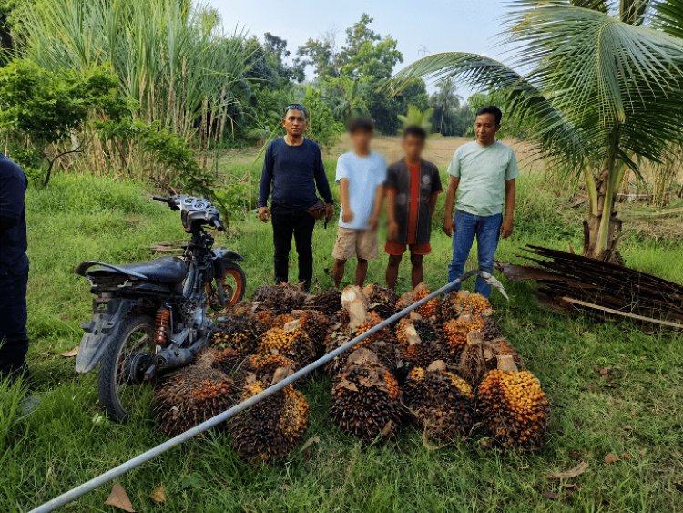 Kepergok Curi 25 Tandan Sawit Di Rimba Melintang, Dua Pria Diamankan Security PT Sindora Seraya