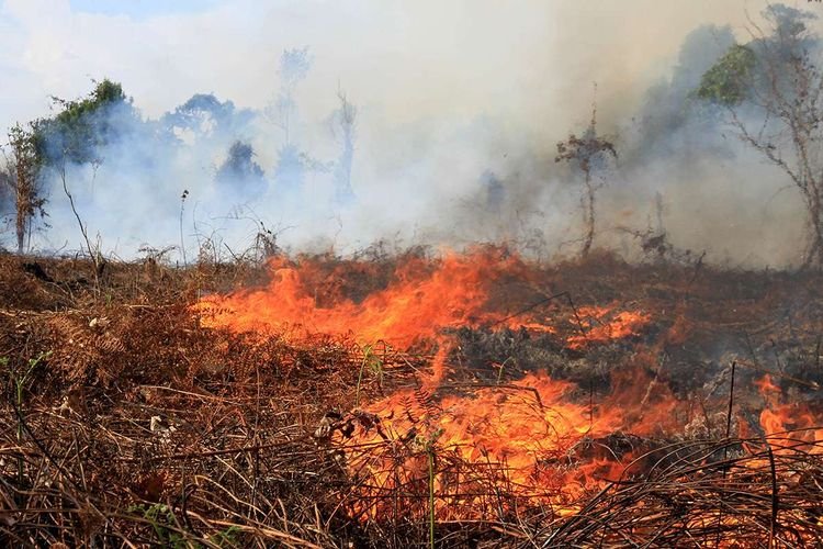 Karhutla Meningkat, BPBD Pekanbaru Catat 64,8 Hektare Lahan Terbakar Sejak Awal Agustus
