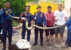 Tak Berani Tangkap Ular Masuk Kandang Ayam, Warga Tenayan Raya Minta Bantuan Damkar Pekanbaru