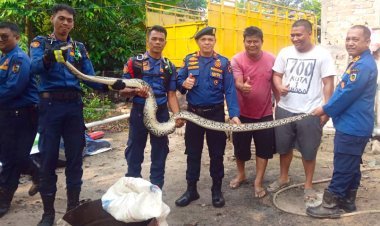 Tak Berani Tangkap Ular Masuk Kandang Ayam, Warga Tenayan Raya Minta Bantuan Damkar Pekanbaru