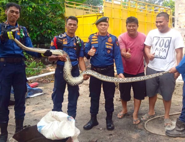 Tak Berani Tangkap Ular Masuk Kandang Ayam, Warga Tenayan Raya Minta Bantuan Damkar Pekanbaru