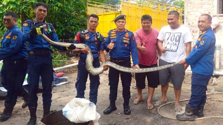 Tak Berani Tangkap Ular Masuk Kandang Ayam, Warga Tenayan Raya Minta Bantuan Damkar Pekanbaru